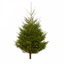 Norway Spruce 6ft 2025