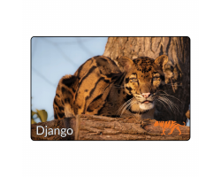 Magnet- Django