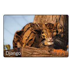 Magnet- Django