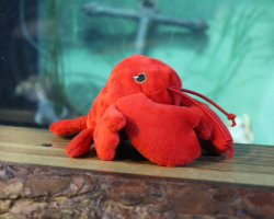 Mini red lobster plush toy