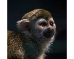 Squirrel Monkey