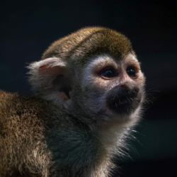 Squirrel Monkey