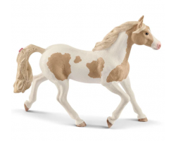 Paint Horse Mare