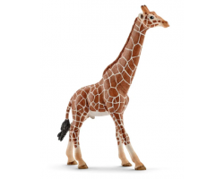 GIRAFFE MALE