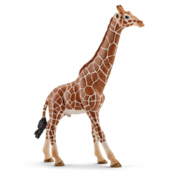 GIRAFFE MALE