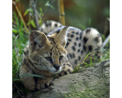 Servals