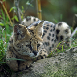 Servals