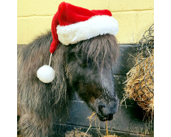 Mini - Shetland Pony