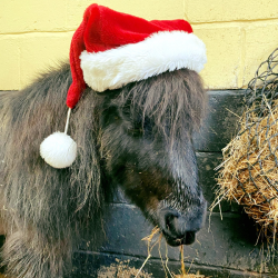 Mini - Shetland Pony