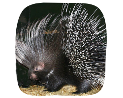Porcupine Adoption
