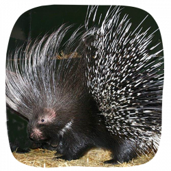 Porcupine Adoption