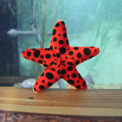 Red and black starfish soft toy