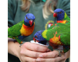 Lorikeet Donation