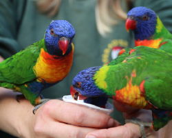 Lorikeet Donation