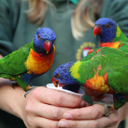 Lorikeet Donation