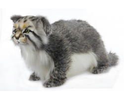 Pallas Cat Standing