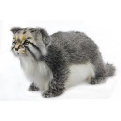 Pallas Cat Standing