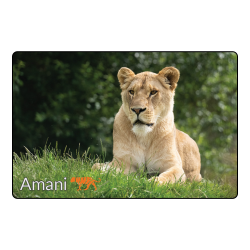 Magnet - Amani
