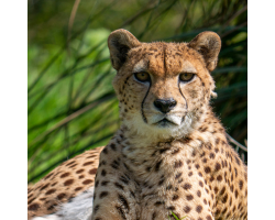 Cheetah Silver Adoption