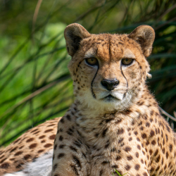 Cheetah Silver Adoption