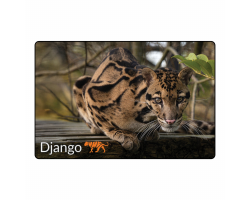 Magnet- Django