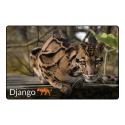 Magnet- Django