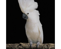 Umbrella Cockatoo