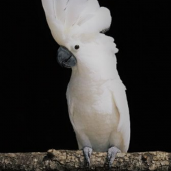 Umbrella Cockatoo