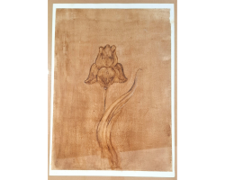 Iris, a study for carving by Vildana Killian