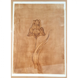 Iris, a study for carving by Vildana Killian
