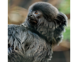 Goeldi's Monkey