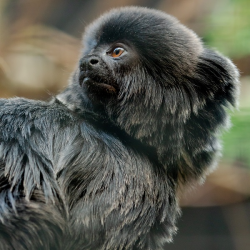 Goeldi's Monkey