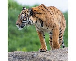 Malayan Tiger