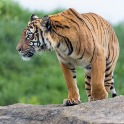 Malayan Tiger