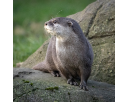 Asian Short-clawed Otter