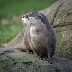 Asian Short-clawed Otter