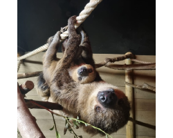 Two-Toed Sloth