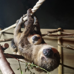 Two-Toed Sloth