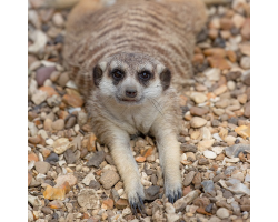 Meerkat