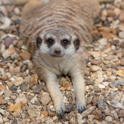 Meerkat