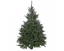 Fraser Fir 6ft 2025