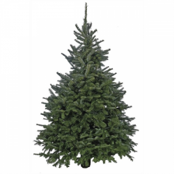 Fraser Fir 6ft 2025