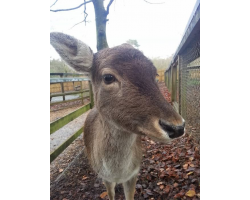 Adopt a Leash or Herd of Fallow Deer for an Adult (Over 16)