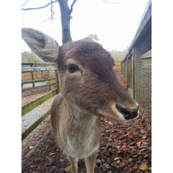 Adopt a Leash or Herd of Fallow Deer for an Adult (Over 16)