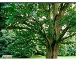 ‘Hungarian Oak’ - Quercus frainetto
