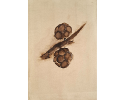Cypress cones, study of movement by Vildana Killian
