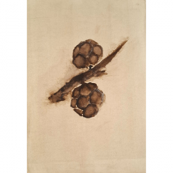 Cypress cones, study of movement by Vildana Killian