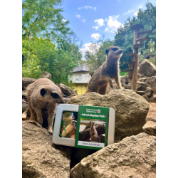 Adopt our Mob of Slender-Tailed Meerkats for 1 year (Price includes delivery)