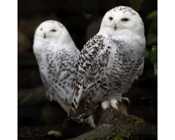 Snowy Owl