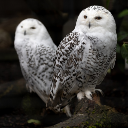 Snowy Owl